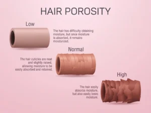 Hair Porosity Explained Types, Signs, and Hair Care Tips